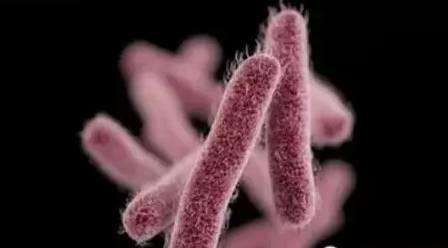 大腸菌群111.jpg 大腸菌群111.jpg